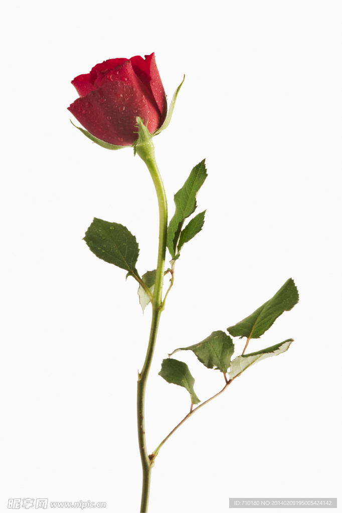 鲜花 玫瑰花 花