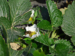 蜜蜂采草莓