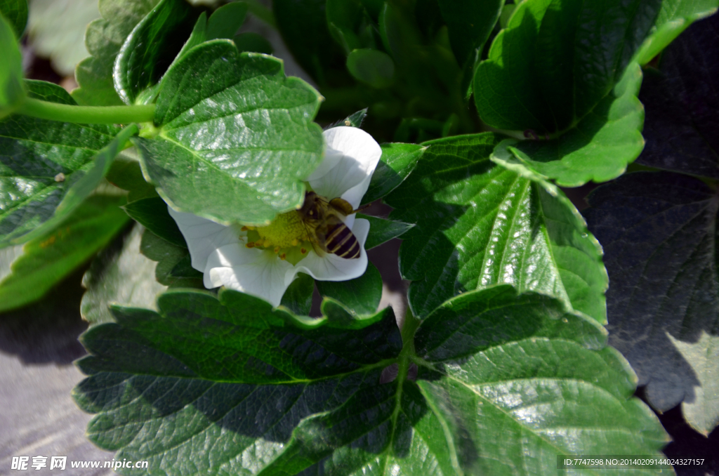 蜜蜂采草莓花