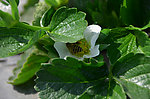 蜜蜂采蜜