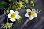 草莓之花
