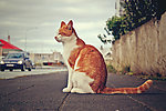 小猫