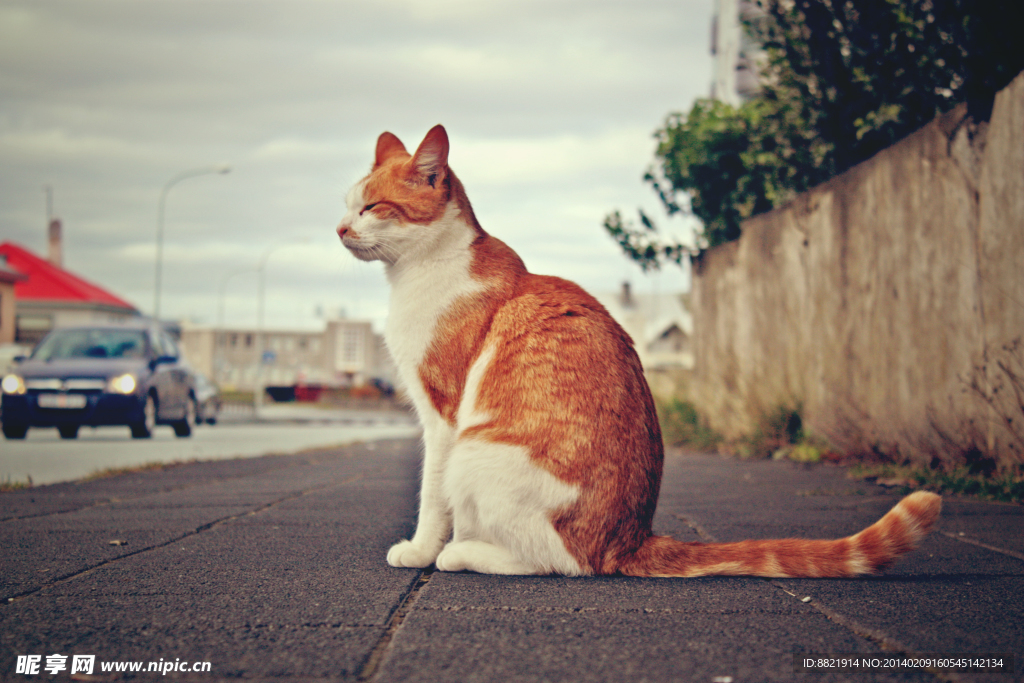 小猫