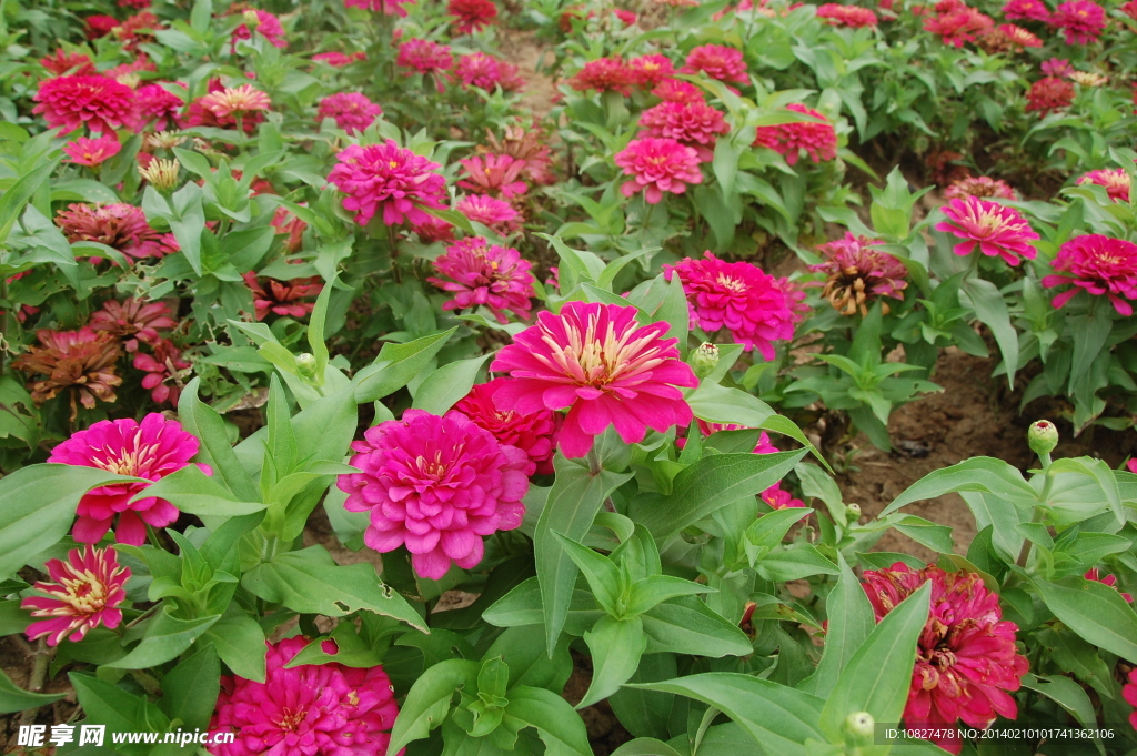 红的鲜花