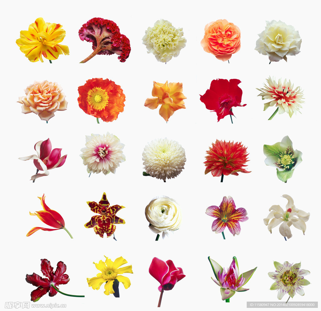 25种高清分层花朵