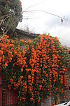花簇
