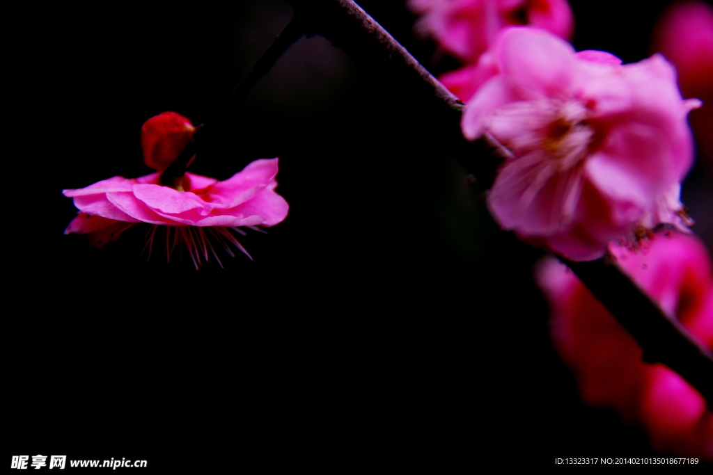 梅花