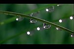 清晨露水蒸发视频