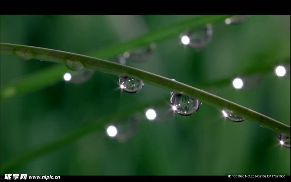 清晨露水蒸发视频