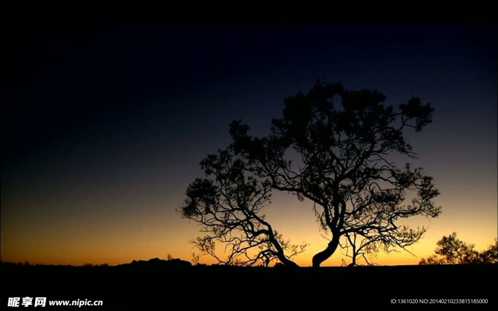 夕阳大树风景画视频