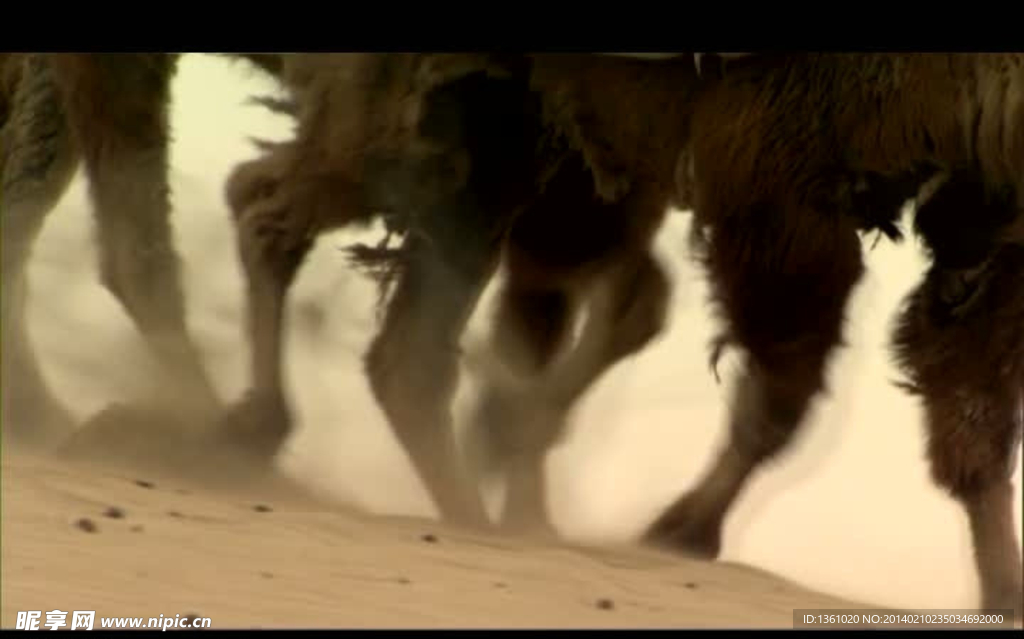 沙漠骆驼队视频