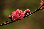 观赏桃花