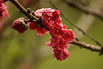 观赏桃花