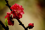 观赏桃花