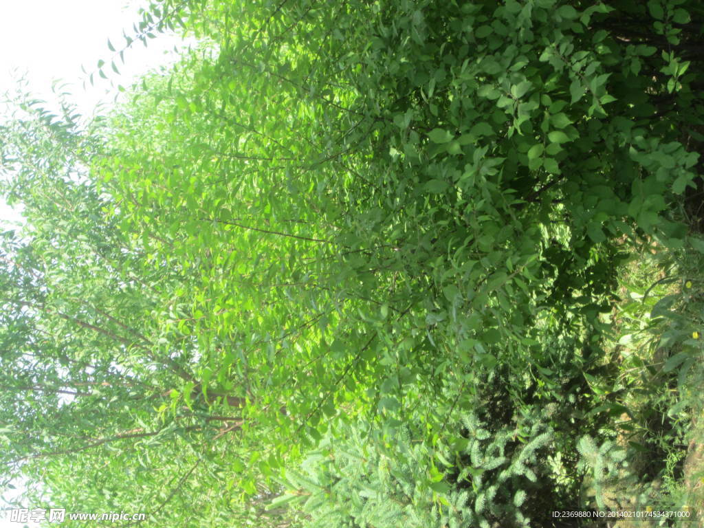 树丛