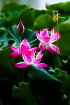 莲花 荷花