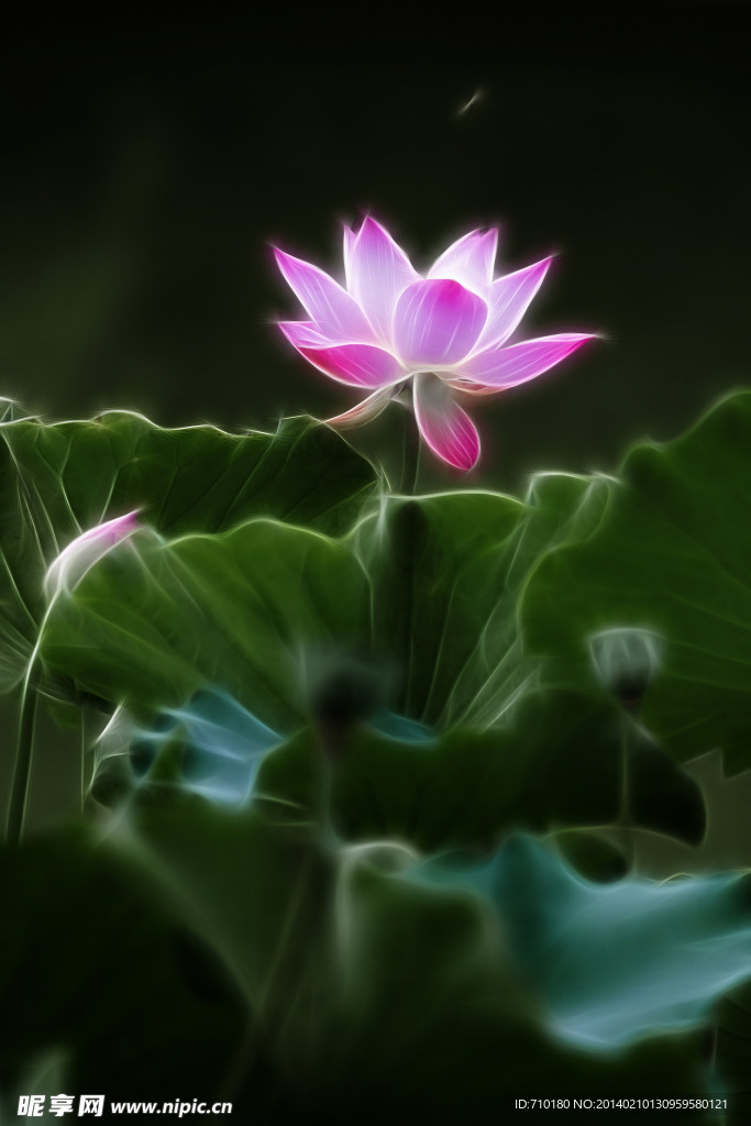 莲花 荷花