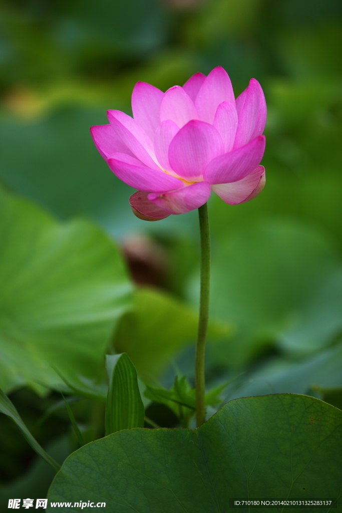 莲花 荷花