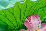莲花 荷花