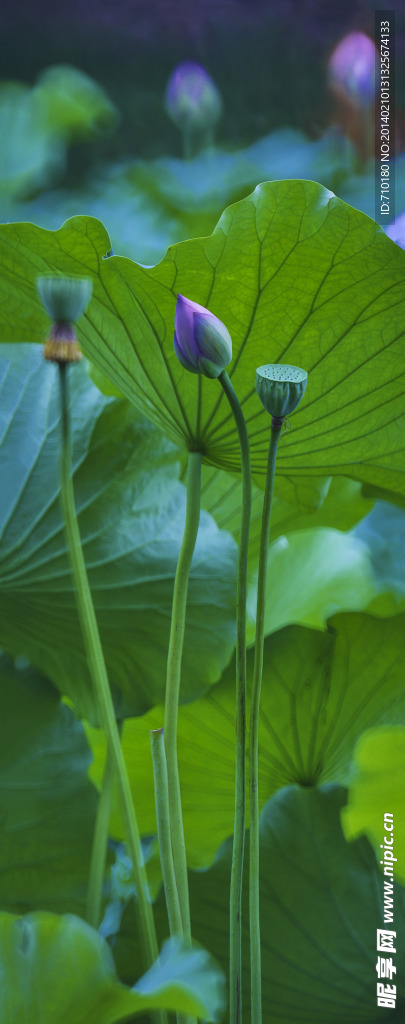 莲花 荷花