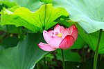 莲花 荷花