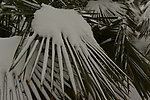 雪 飞翔