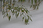 雪竹