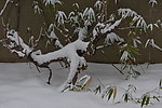雪中盆景