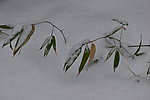 雪中竹