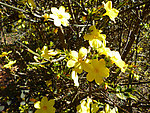 迎春花