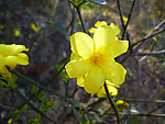 迎春花