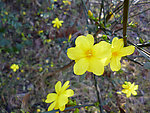 迎春花