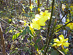 迎春花