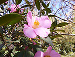 山茶
