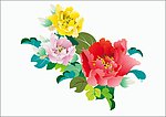 牡丹花