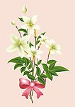 百合花