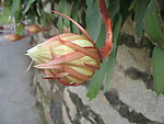 火龙果花