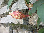 火龙果花