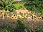 田园风光