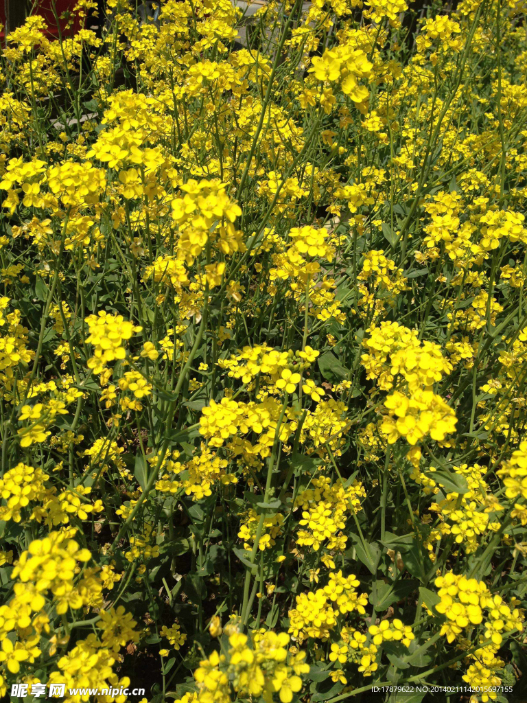 油菜花