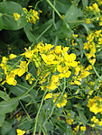 油菜花