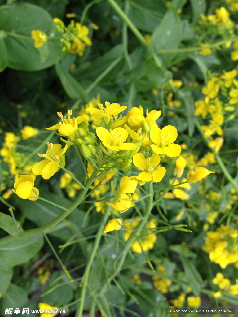 油菜花