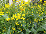 油菜花