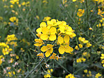 油菜花