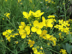 油菜花