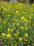 油菜花