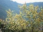 山峰 小野花