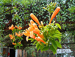 炮仗花