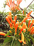 炮仗花