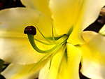 香水百合 百合花